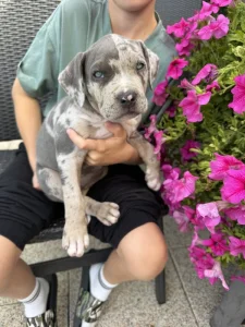 American bully XL