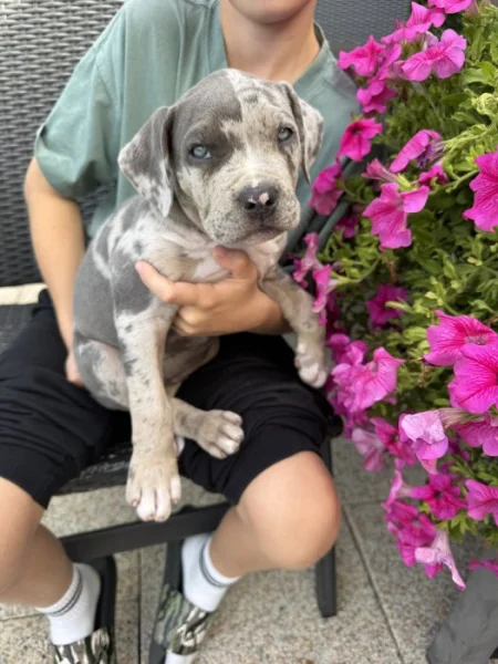 American bully XL