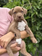 American bully XL