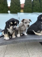 American bully XL