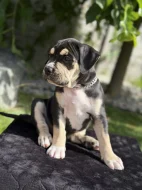 American bully XL