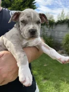 American bully XL