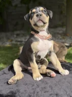 American bully XL