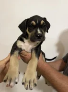 American bully XL