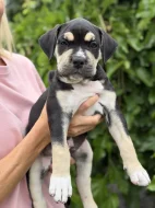 American bully XL