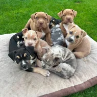 American bully XL