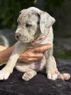 American bully XL