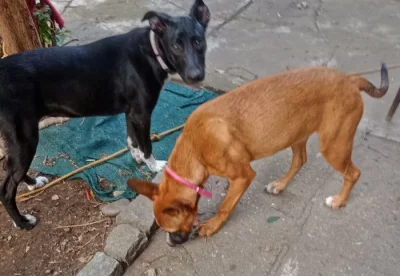 Stafford × Malinois