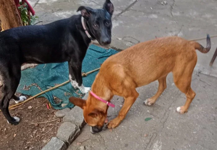 Stafford × Malinois