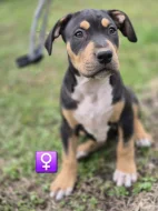 American bully xl