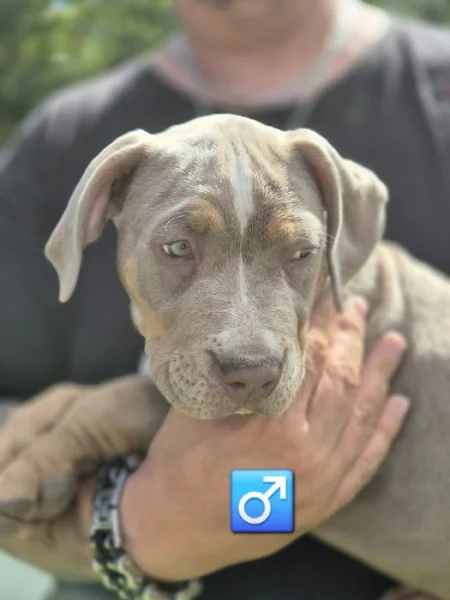 American bully xl