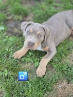 American bully xl