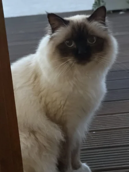 PP Koucourek Birma 1,5roku k prodeji