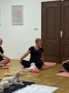 Saluki - Perský chrt