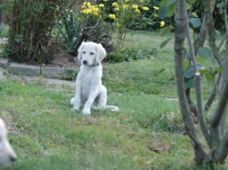 Saluki - Perský chrt