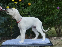 Saluki - Perský chrt