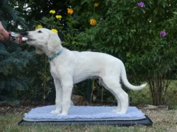 Saluki - Perský chrt