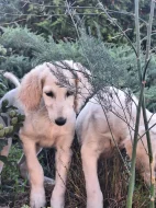 Saluki - Perský chrt