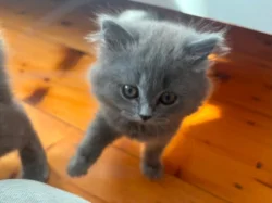 🐾 TŘI MĚSÍCE… A POŘÁD ČEKÁ NA SVOU RODINU ❤️