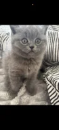 🐾 TŘI MĚSÍCE… A POŘÁD ČEKÁ NA SVOU RODINU ❤️