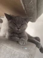 🐾 TŘI MĚSÍCE… A POŘÁD ČEKÁ NA SVOU RODINU ❤️