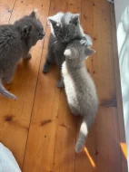 🐾 TŘI MĚSÍCE… A POŘÁD ČEKÁ NA SVOU RODINU ❤️