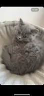 🐾 TŘI MĚSÍCE… A POŘÁD ČEKÁ NA SVOU RODINU ❤️