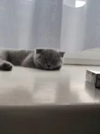 🐾 TŘI MĚSÍCE… A POŘÁD ČEKÁ NA SVOU RODINU ❤️