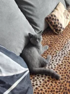 🐾 TŘI MĚSÍCE… A POŘÁD ČEKÁ NA SVOU RODINU ❤️