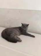 🐾 TŘI MĚSÍCE… A POŘÁD ČEKÁ NA SVOU RODINU ❤️