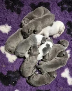 American bully xl