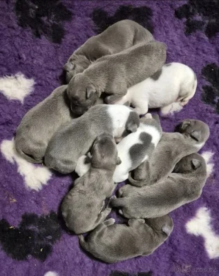 American bully xl