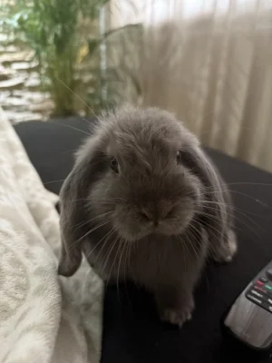 Darujeme králíčka Beránek miniloop