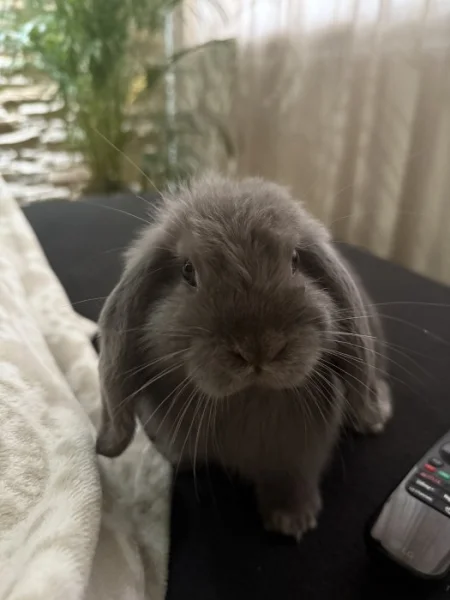 Darujeme králíčka Beránek miniloop