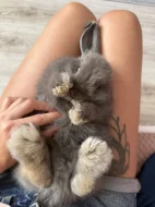Darujeme králíčka Beránek miniloop