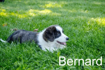 Welsh corgi cardigan