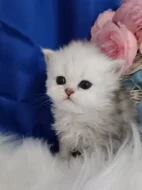 Perská činčila stříbrná - koťátka