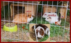Krásně barevný mladý sameček morčete