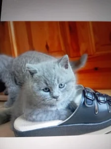 Čistokrevná britská modrá koťátka