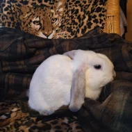 Prodám zakrslé králíky mini lop/ NHD