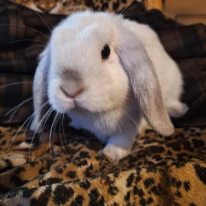 Prodám zakrslé králíky mini lop/ NHD