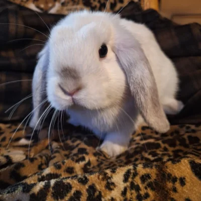 Prodám zakrslé králíky mini lop/ NHD