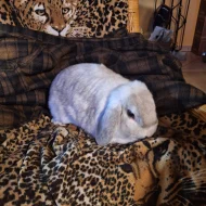 Prodám zakrslé králíky mini lop/ NHD