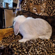Prodám zakrslé králíky mini lop/ NHD