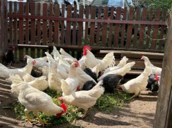 Leghorn kohouti