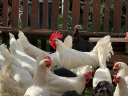 Leghorn kohouti
