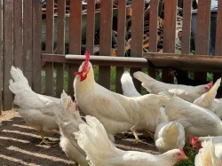 Leghorn kohouti
