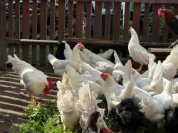 Leghorn kohouti