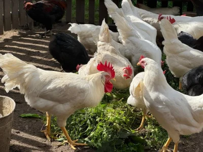 Leghorn kohouti