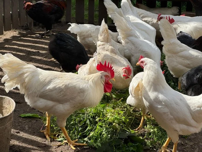 Leghorn kohouti